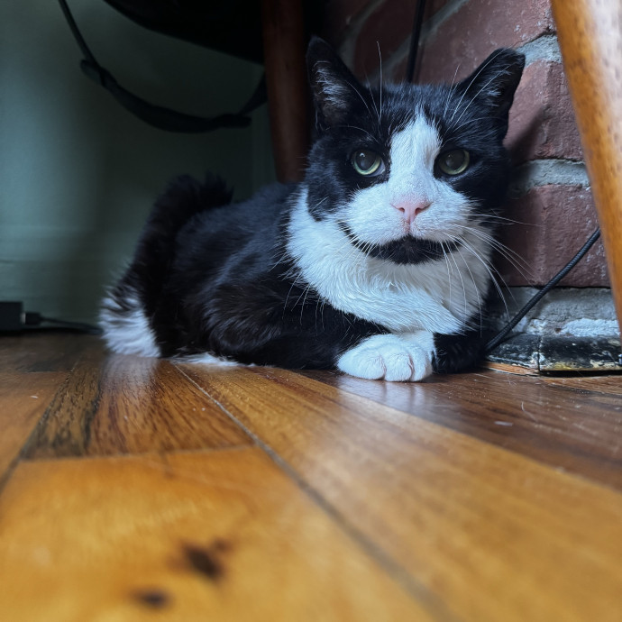 Cat Butler For Hire