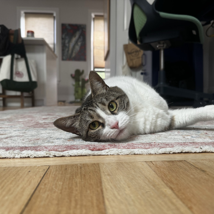 Cat Butler For Hire