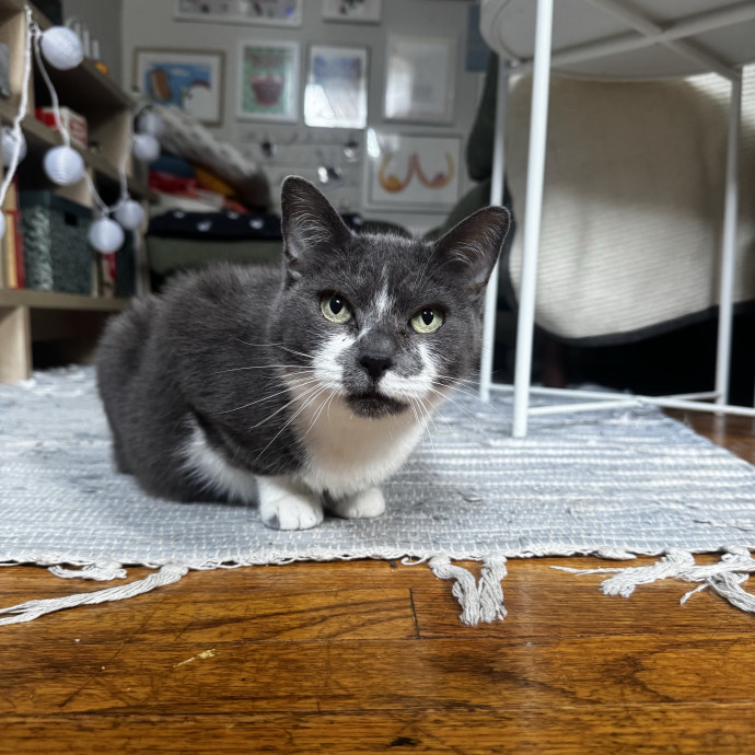 Cat Butler For Hire