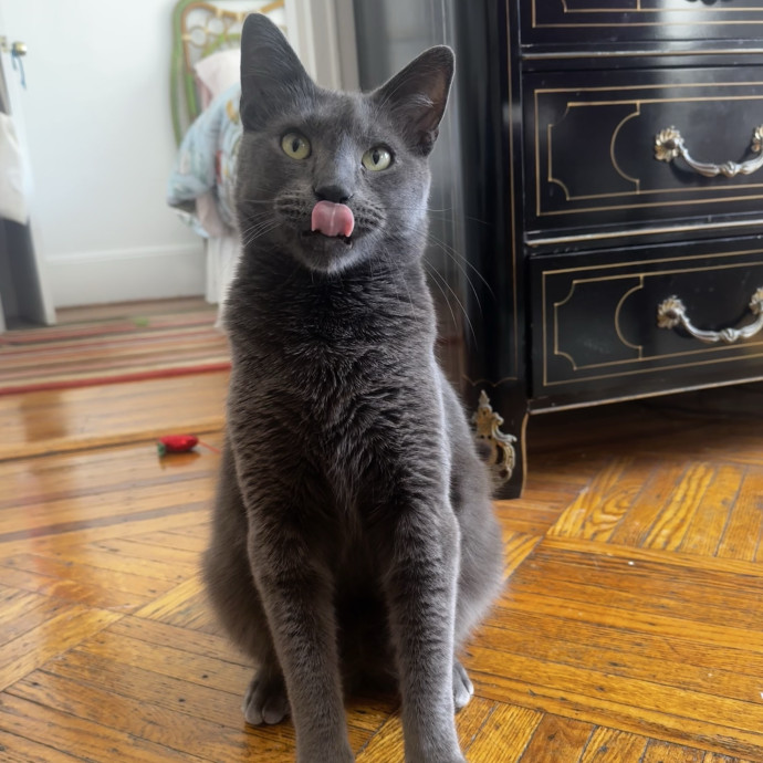 Cat Butler For Hire