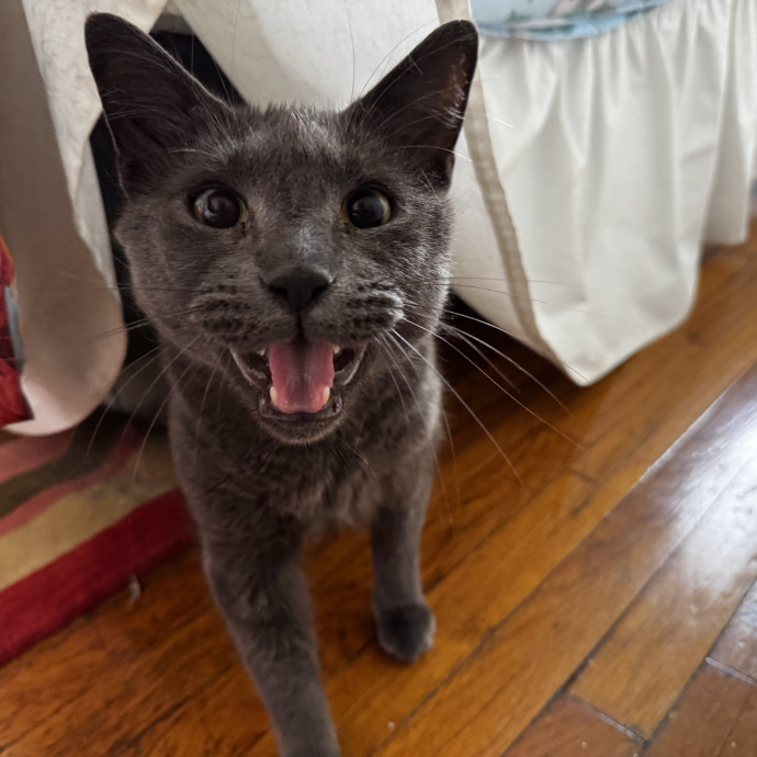 Cat Butler For Hire photo 3