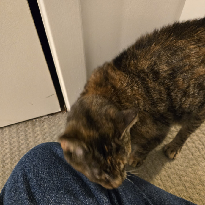 Lauren Loves Kitties photo 2