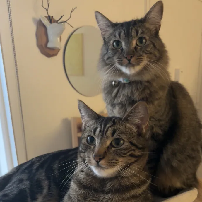 Clean Considerate Kitty Care photo 3