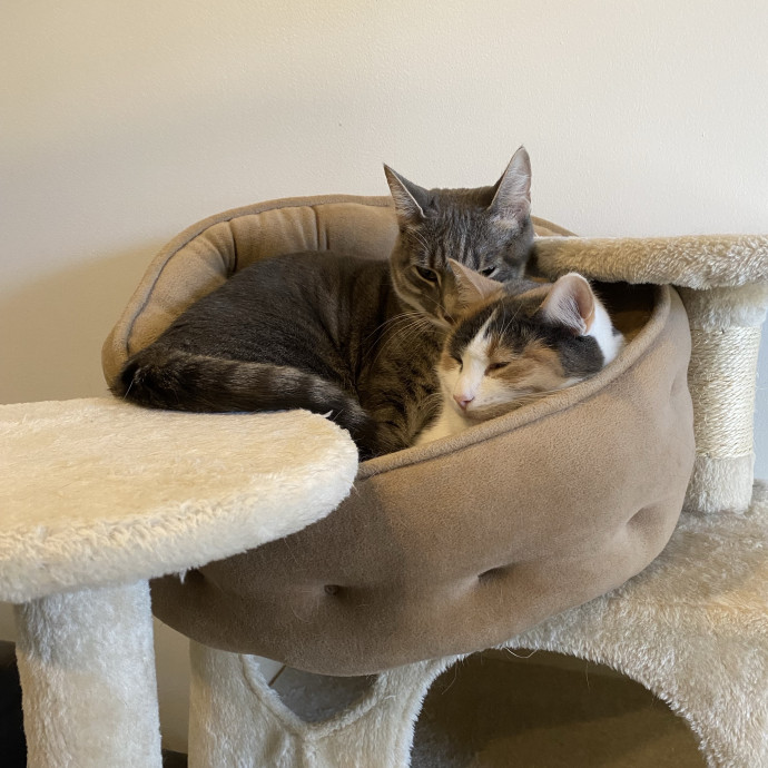 Cat Whisperer At Your Service photo 3