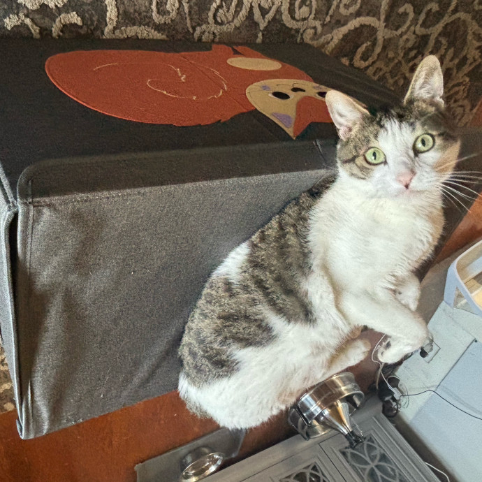 Ernie's Cats
