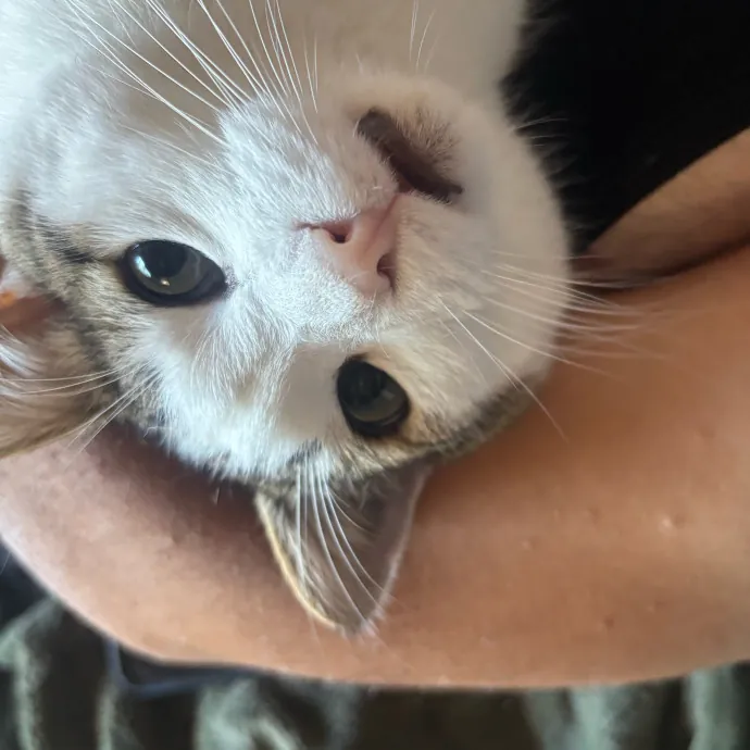 Ernie's Cats