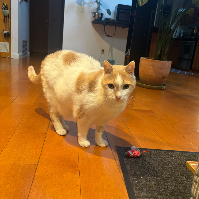Ernie's Cats
