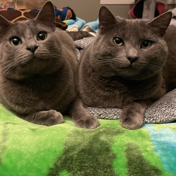 Ernie's Cats