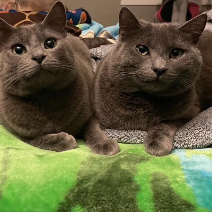 Ernie's Cats