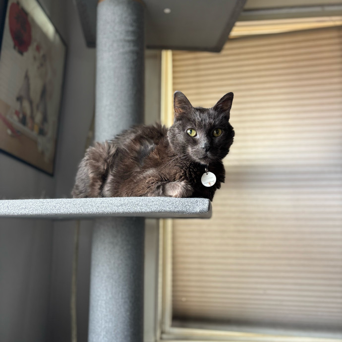 Ernie's Cats