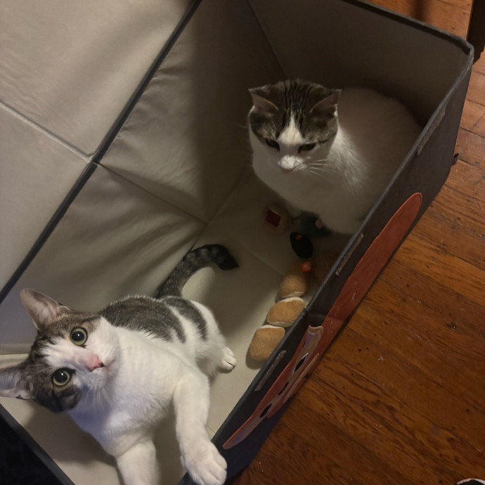 Ernie's Cats