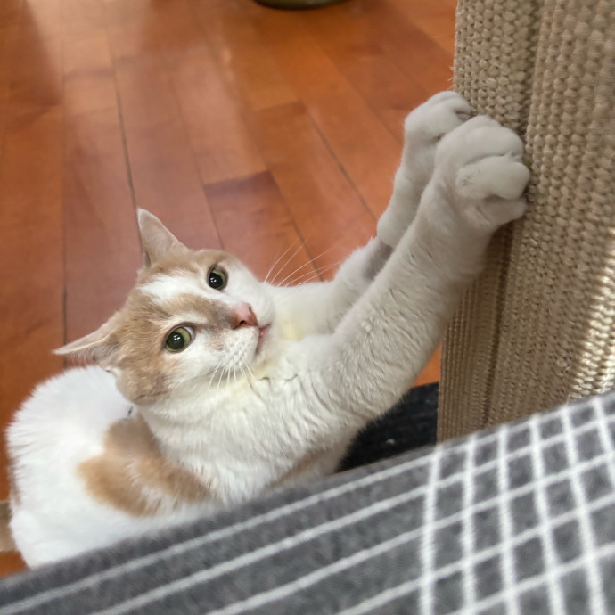 Ernie's Cats