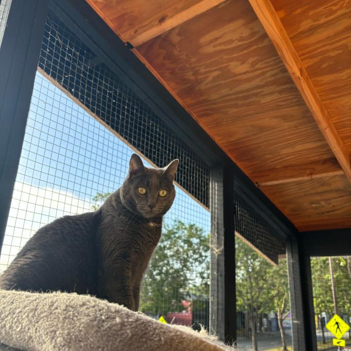 Ernie's Cats