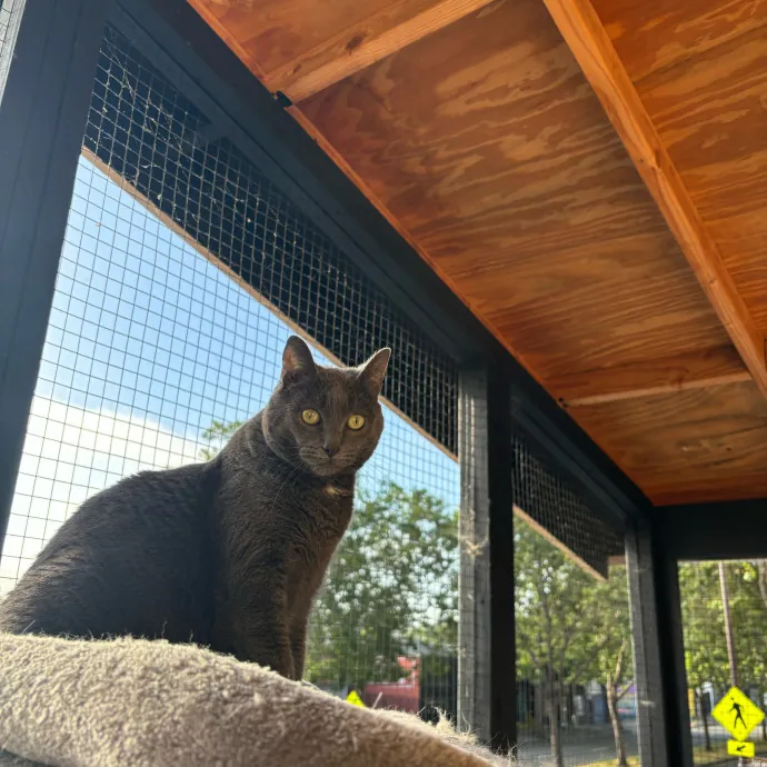 Ernie's Cats
