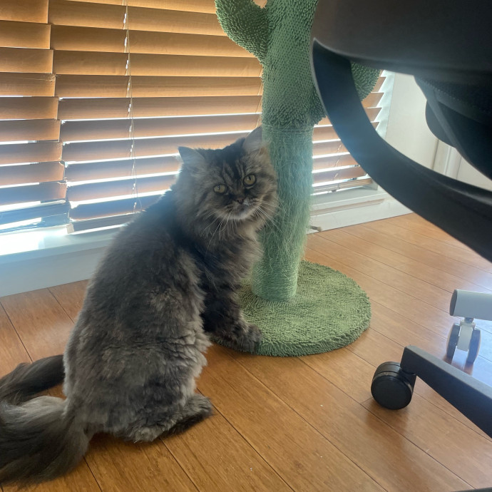 Ernie's Cats