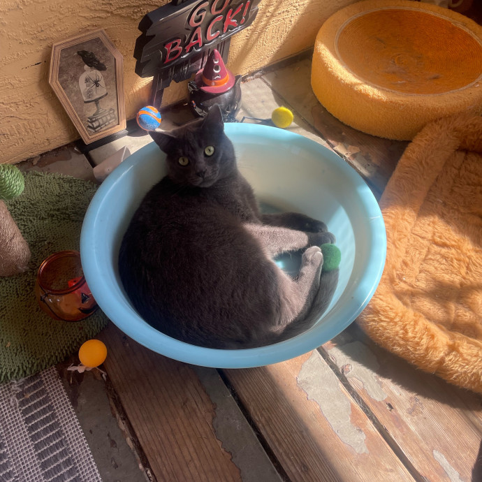 Ernie's Cats