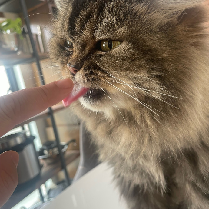 Ernie's Cats