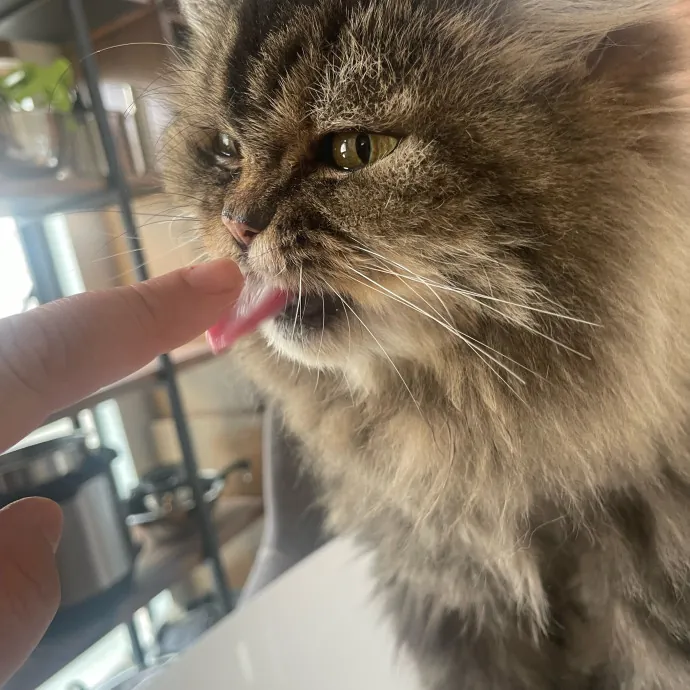 Ernie's Cats