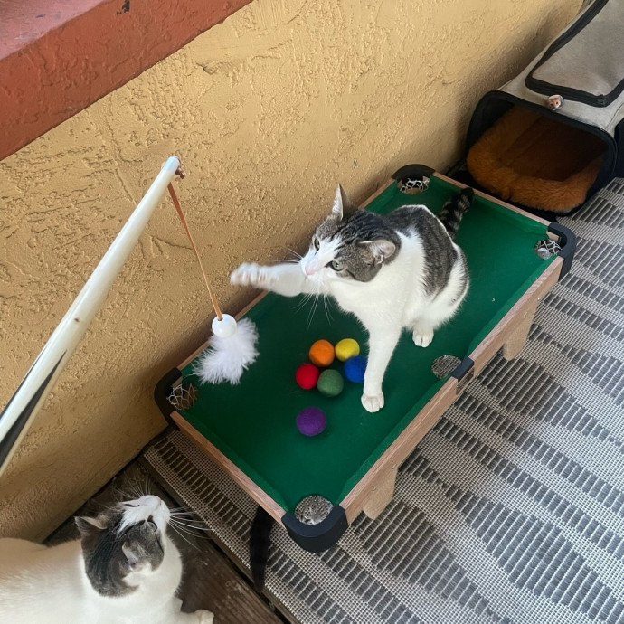 Ernie's Cats
