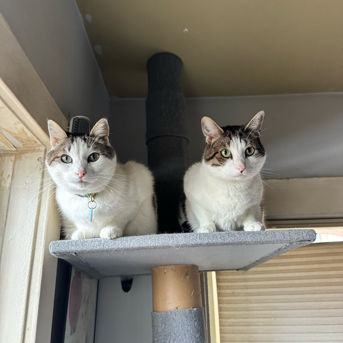 Ernie's Cats