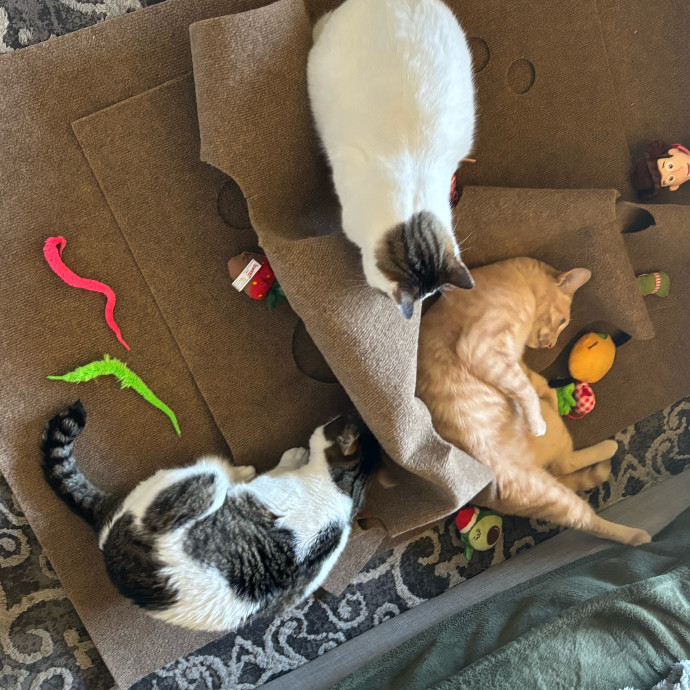 Ernie's Cats