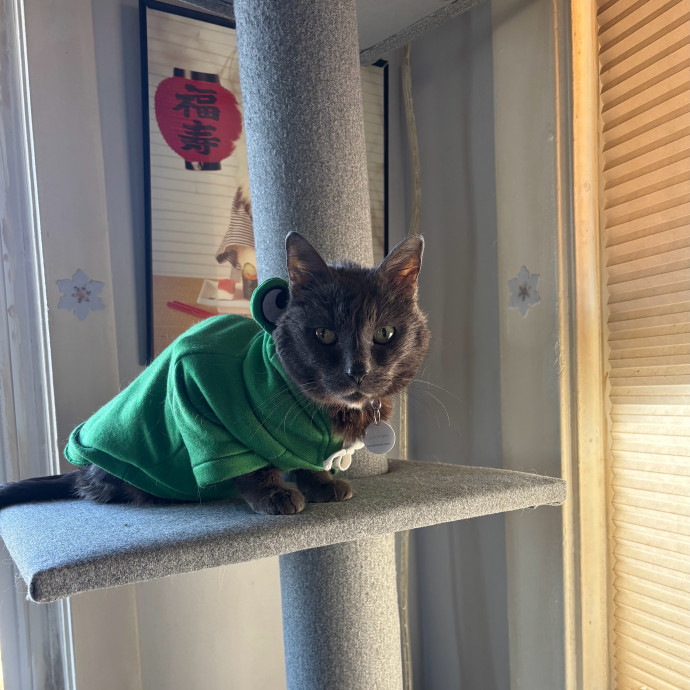 Ernie's Cats