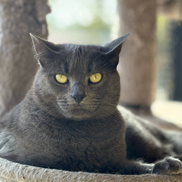 Ernie's Cats