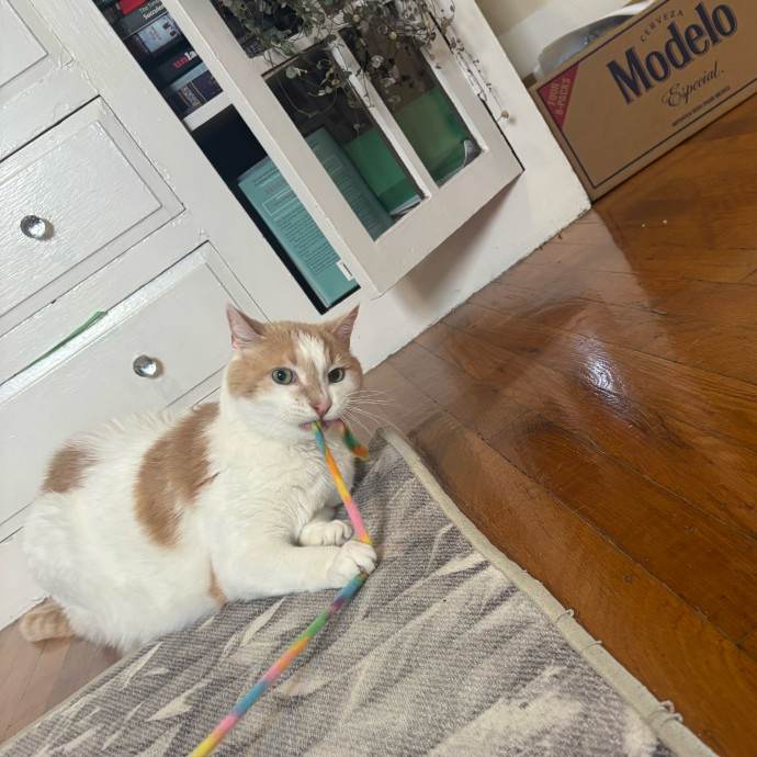 Ernie's Cats