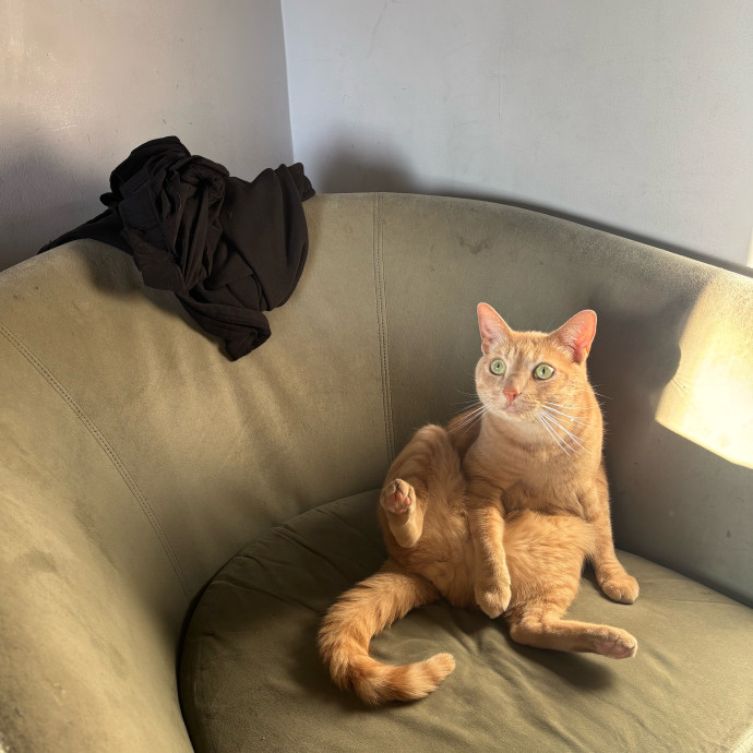 Ernie's Cats