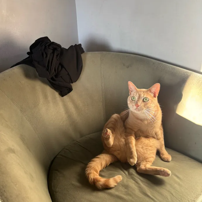 Ernie's Cats