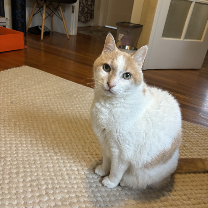 Ernie's Cats
