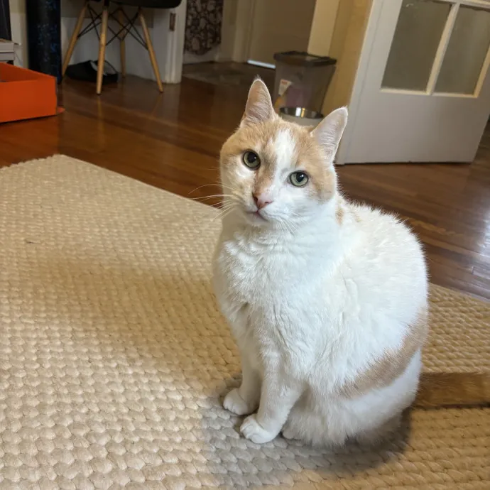Ernie's Cats