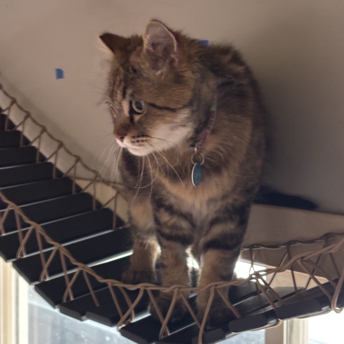 Ernie's Cats