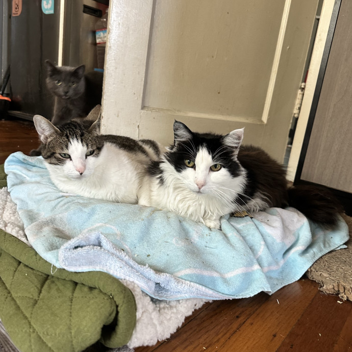 Ernie's Cats