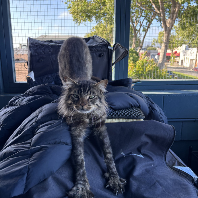 Ernie's Cats