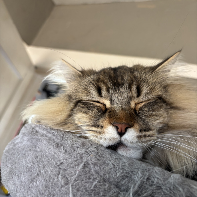 Ernie's Cats