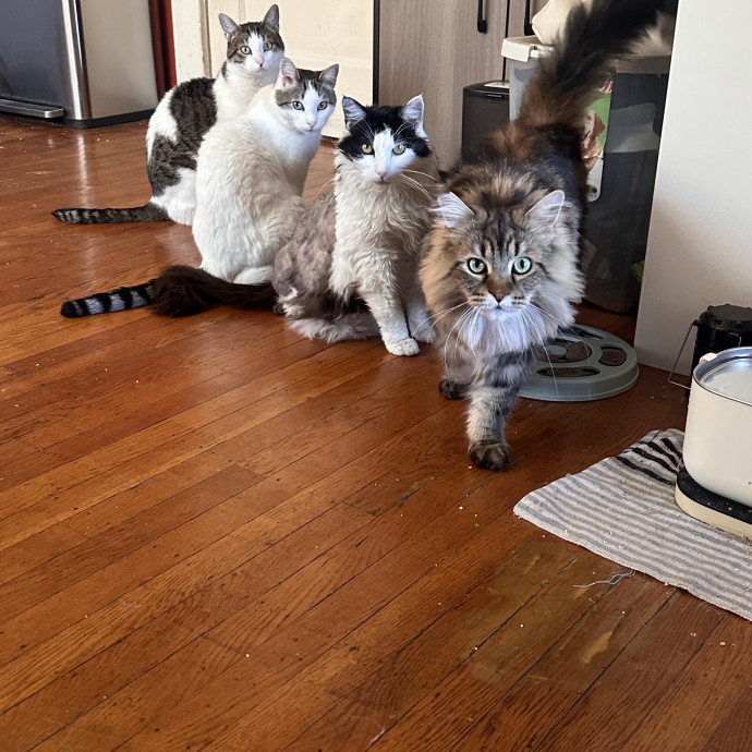Ernie's Cats