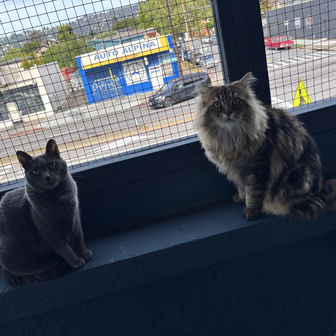 Ernie's Cats