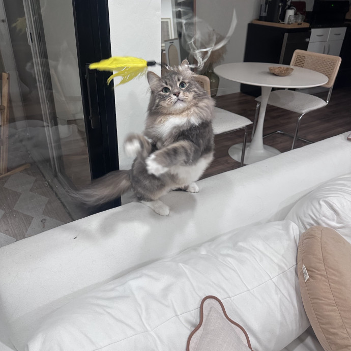 Ernie's Cats