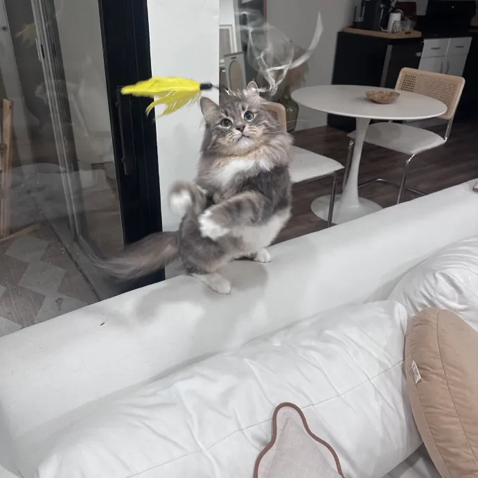 Ernie's Cats