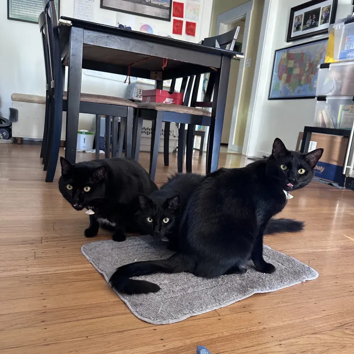 Ernie's Cats