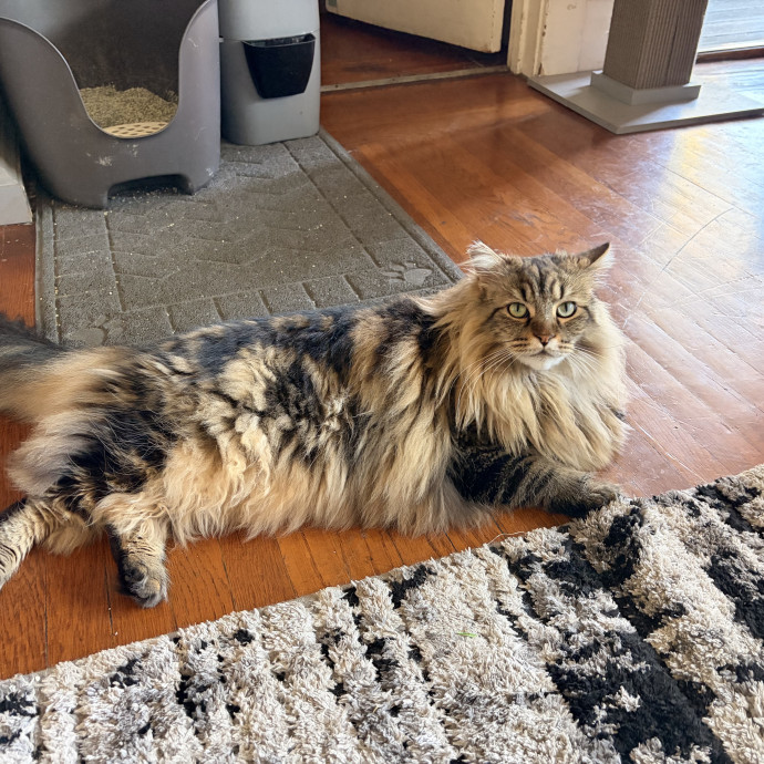 Ernie's Cats