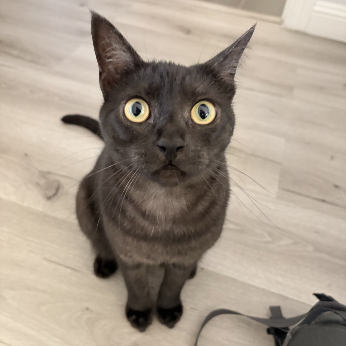 Ernie's Cats