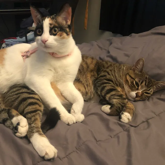 Kristida's Catsitting 