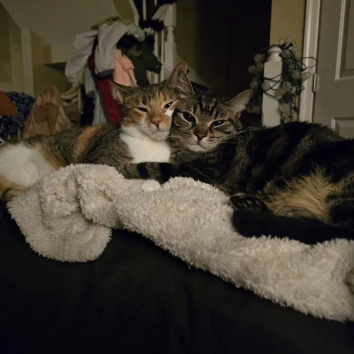 Loving Cat Mom Of 3