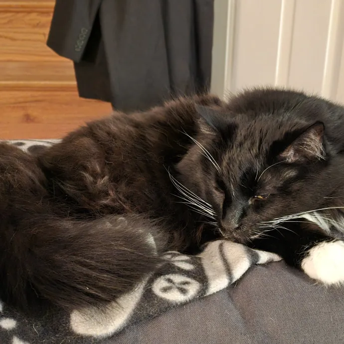 Loving Cat Mom Of 3