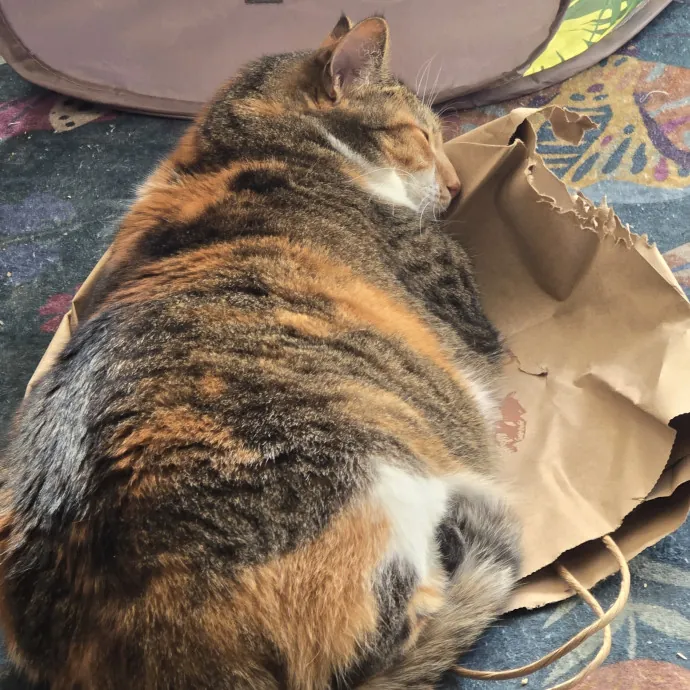 Loving Cat Mom Of 3