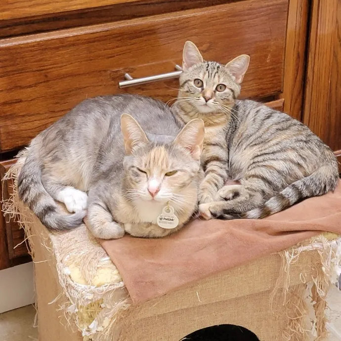 Loving Cat Mom Of 3