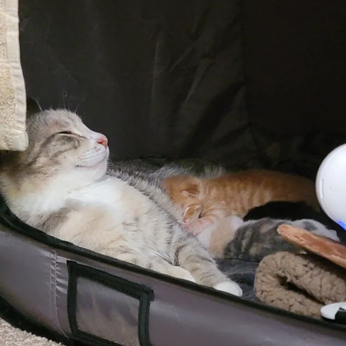 Loving Cat Mom Of 3