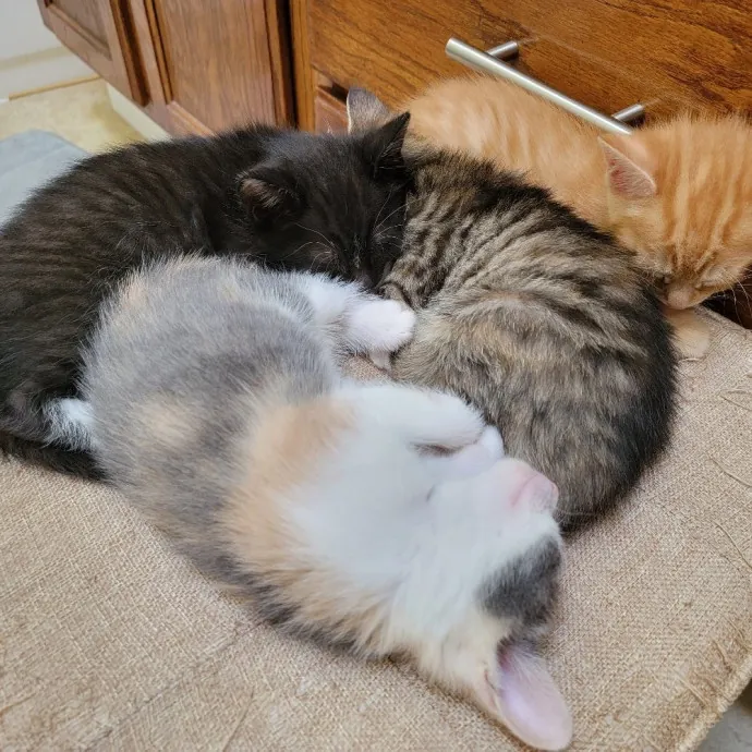Loving Cat Mom Of 3